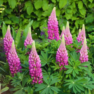Lupin Lupinova® Cutie - Leaderplant