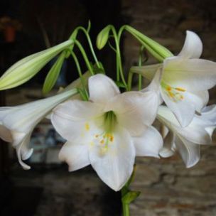 Lys trompette Regale (3 bulbes) - Leaderplant