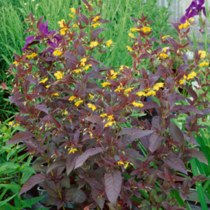 Lysimaque Firecracker  - Leaderplant