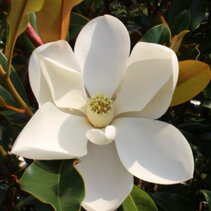 Magnolia persistant Key Paris  - Leaderplant