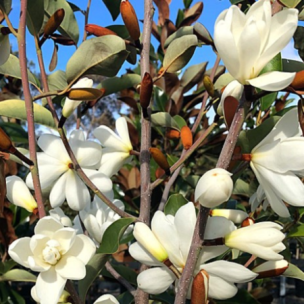 Magnolia persistant Sweet Spire ®  - Leaderplant
