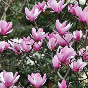 Magnolia Heaven Scent - Leaderplant