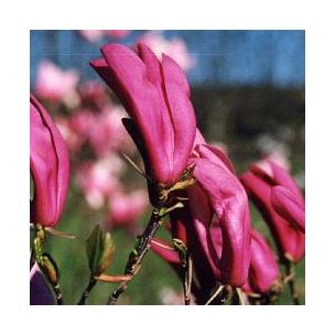 Magnolia 'Susan' - Leaderplant