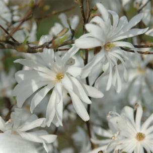 Magnolia étoilé Royal Star   - Leaderplant