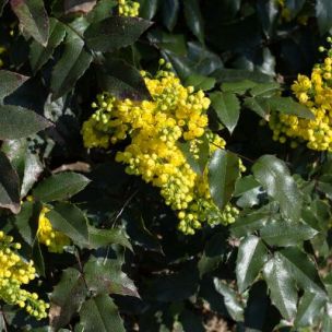 Mahonia à feuilles de Houx - Leaderplant