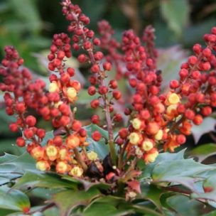 Mahonia Cabaret ® - Leaderplant