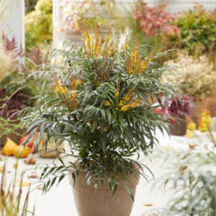 Mahonia Volcano ®  - Leaderplant