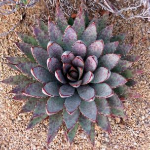 Mangave Bloodspot - Leaderplant