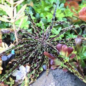 Mangave Chocolate Chip en mini-motte  - Leaderplant