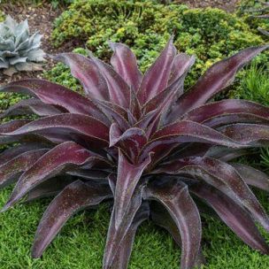 Mangave Purple Passion - Leaderplant