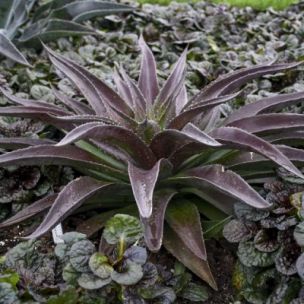 Mangave Redwing ® - Leaderplant