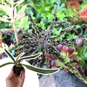 Mangave Chocolate Chip en mini-motte  - Leaderplant