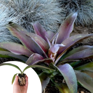 Mangave Purple Passion  en mini-motte  - Leaderplant