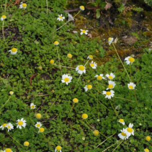 Camomille tapissante - Matricaire gazonnante en mini-motte - Leaderplant
