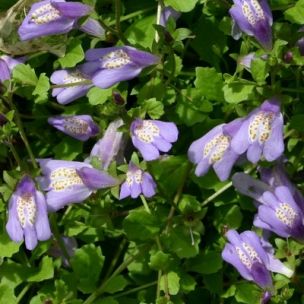 Mazus Bleu - Leaderplant