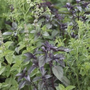 Graine MELANGE FLEURI - ANTI-MOUSTIQUE (Ferme de Sainte Marthe) - Leaderplant