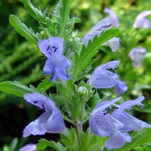 Mélisse de Moldavie ou Thé des Jardins - Leaderplant
