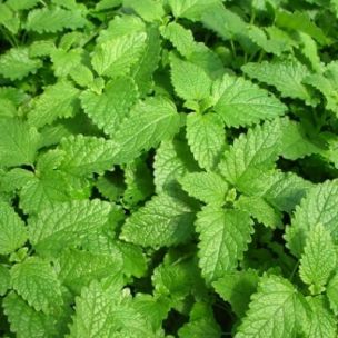 Mélisse Citronnelle BIO - Leaderplant