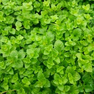 Menthe Indienne - Leaderplant