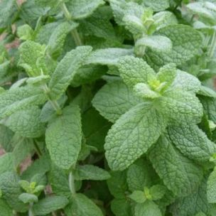 Menthe Pomme - Leaderplant
