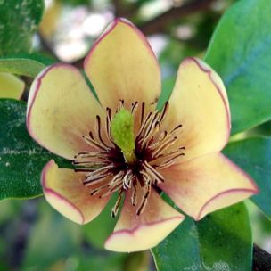 Michelia figo - Leaderplant