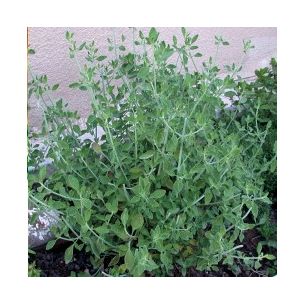 Menthe impériale - Leaderplant