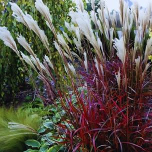 Miscanthus Dronning Ingrid - Leaderplant