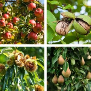 Mon verger gourmand - Leaderplant