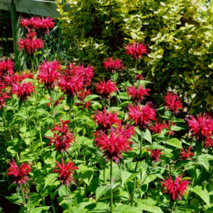 Monarde didyma Fireball ® - Leaderplant