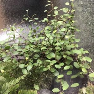 Muehlenbeckia Sealand Compact en mini-motte - Leaderplant