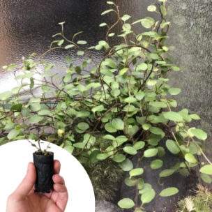 Muehlenbeckia Sealand Compact en mini-motte - Leaderplant