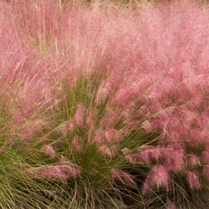 Graminée Muhlenbergia capilaris - Leaderplant