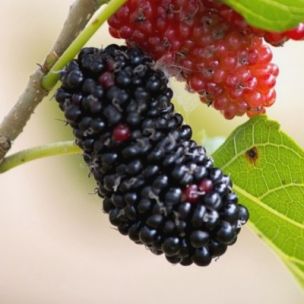 Mûrier noir à gros fruits Repsime - Leaderplant
