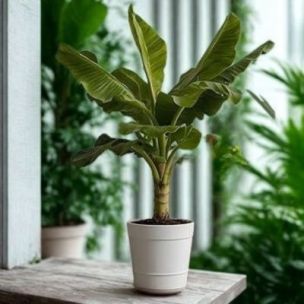 Bananier rustique en mini-motte  - Leaderplant