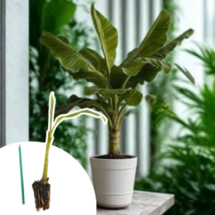 Bananier rustique en mini-motte  - Leaderplant