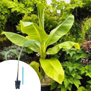 Bananier des neiges en mini-motte  - Leaderplant