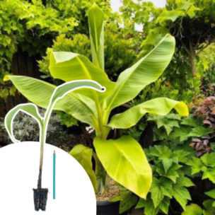 Bananier des neiges en mini-motte  - Leaderplant