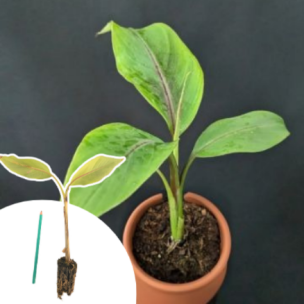 Bananier Helen's Hybrid en mini-motte  - Leaderplant