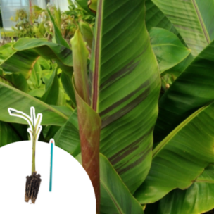 Bananier rustique Red Tiger en mini-motte  - Leaderplant