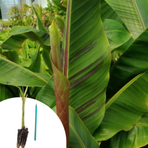 Bananier rustique Red Tiger en mini-motte  - Leaderplant