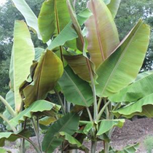 Bananier de Sikkim Helen's Hybrid - Leaderplant