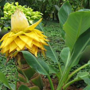 Bananier nain - Lotus d'or en mini-motte - Leaderplant