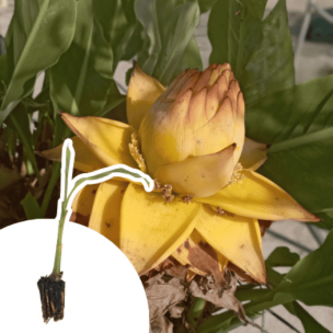 Bananier nain - Lotus d'or en mini-motte - Leaderplant