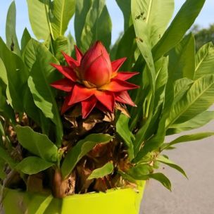 Bananier lotus à fleurs rouge - Leaderplant