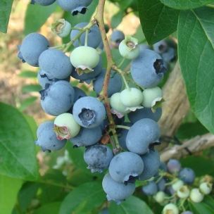 Myrtille autofertile Berkeley - Leaderplant