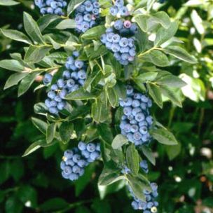 Myrtille Hardy Blue - Leaderplant