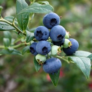 Myrtille naine Hortblue Petite ® - Leaderplant
