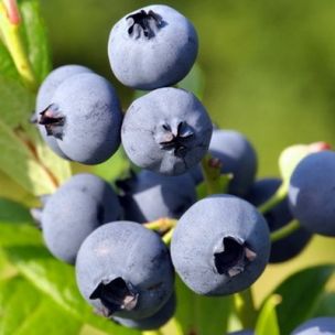 Myrtille ronde autofertile Hortblue Poppins ® - Leaderplant