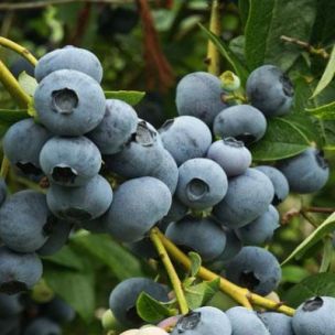 Myrtille à gros fruits Legacy - Leaderplant
