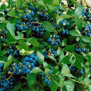Myrtille à gros fruits North Country - Leaderplant